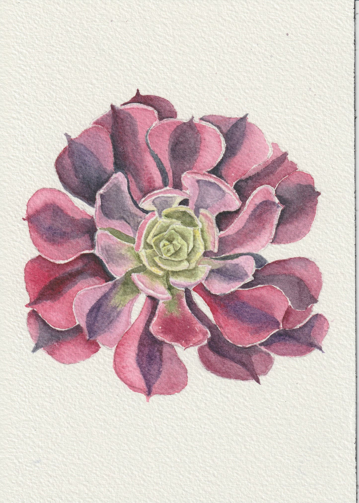 Purple Aeonium 5x7